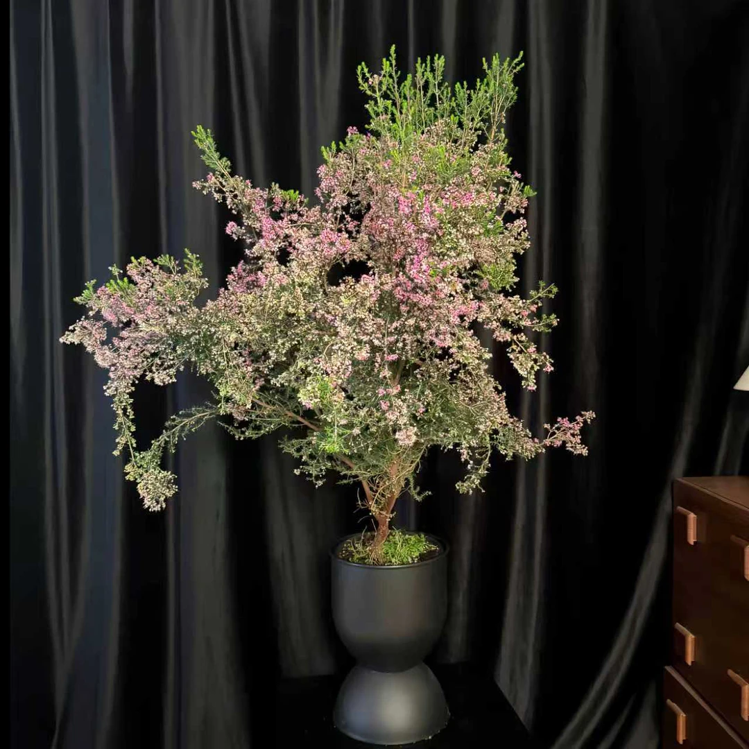 8年老桩 欧石楠 带花苞耐寒耐热多年生木本室内外盆栽地栽花期长