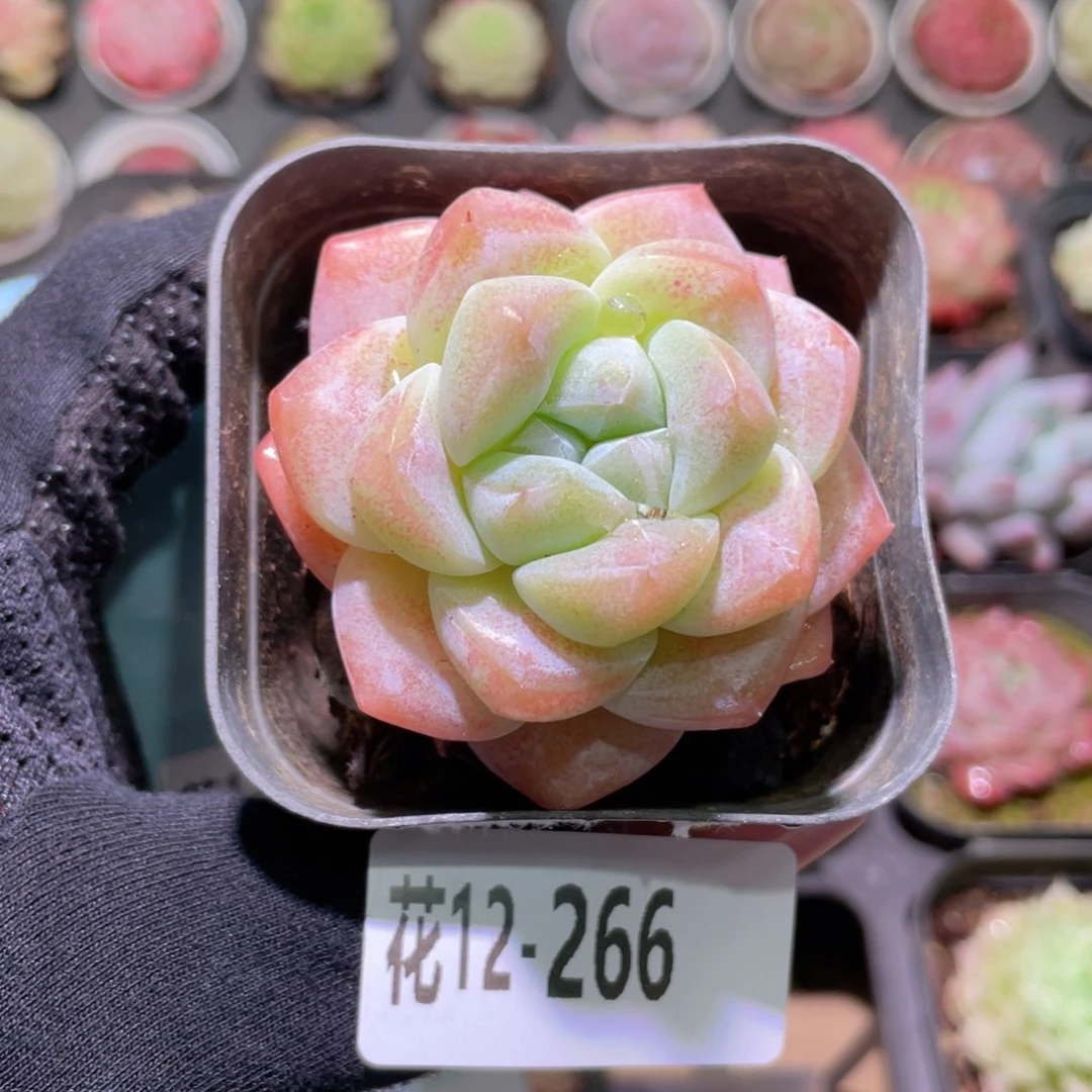 花利美12-266冰玉