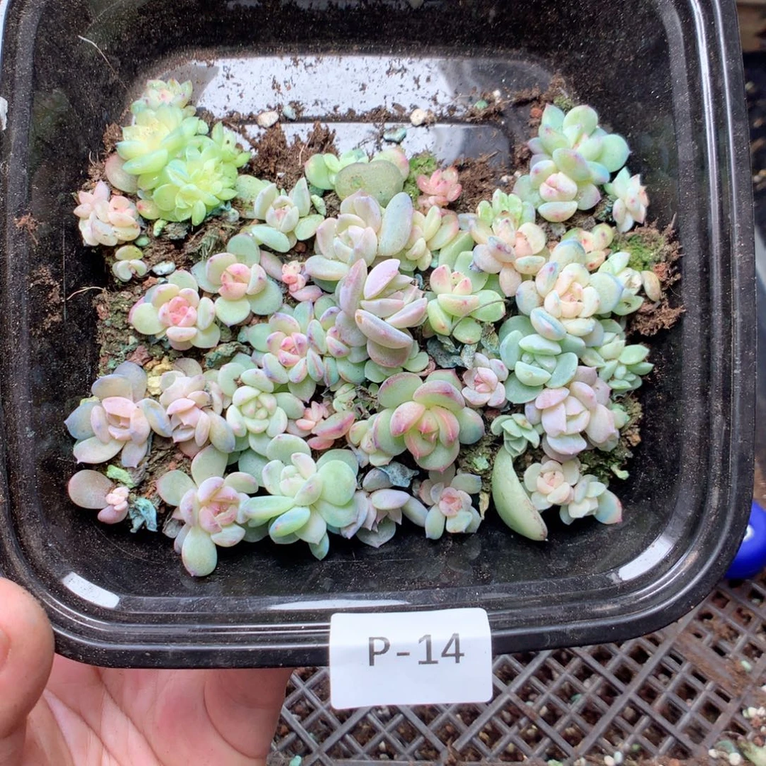 无花朵P14一英语英语