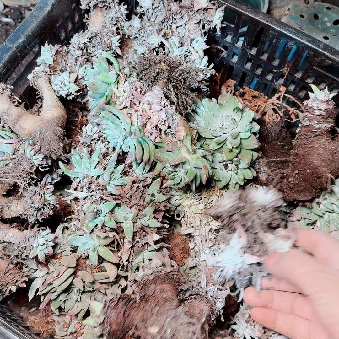 瑕疵框拍六课随机发