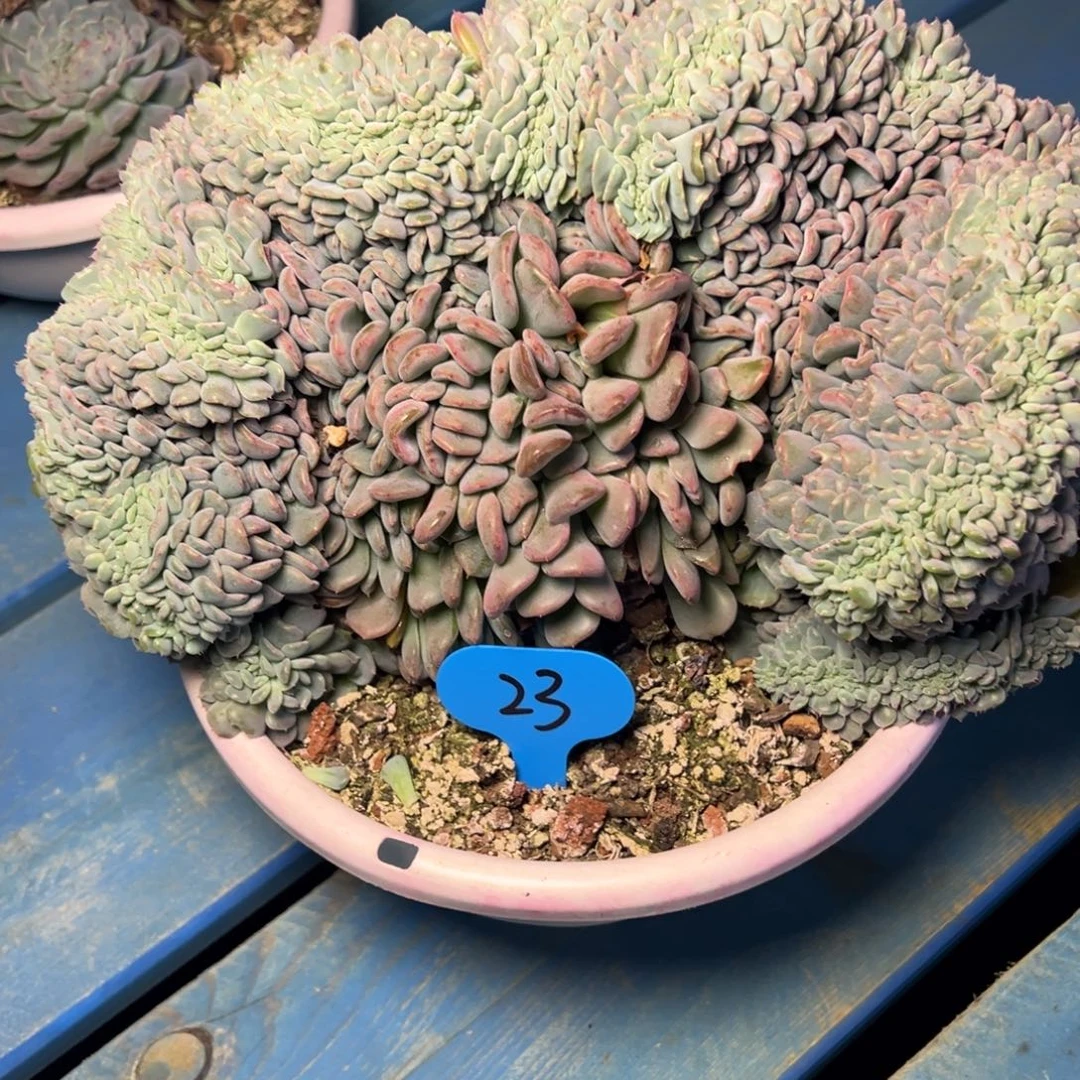 小***福23号白胖子缀多肉植物39.8