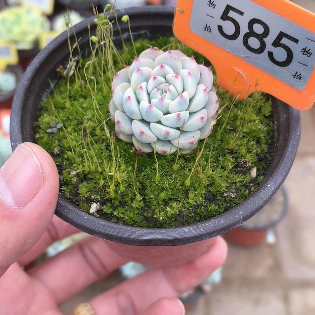 【闪购商品】585号