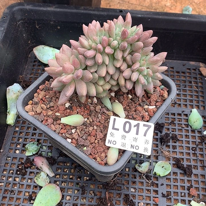 暗纹桃花源缀化 默认土里有侧切 多肉植物25号左右发货