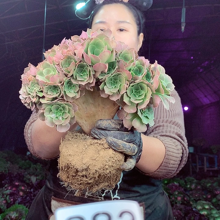 柒柒精品多肉脱土发货不包断侧枝不包售后883