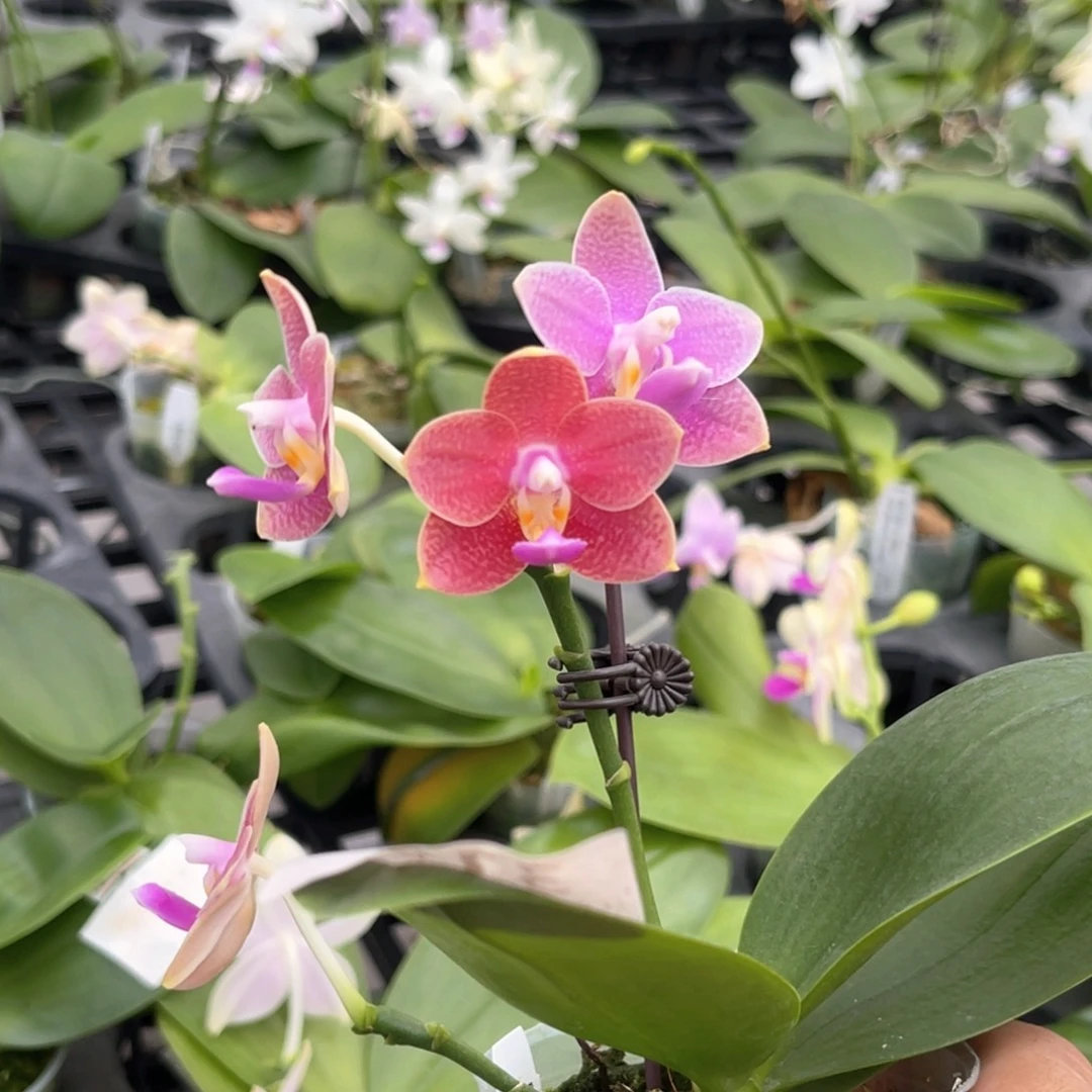 完全开放315 22E6