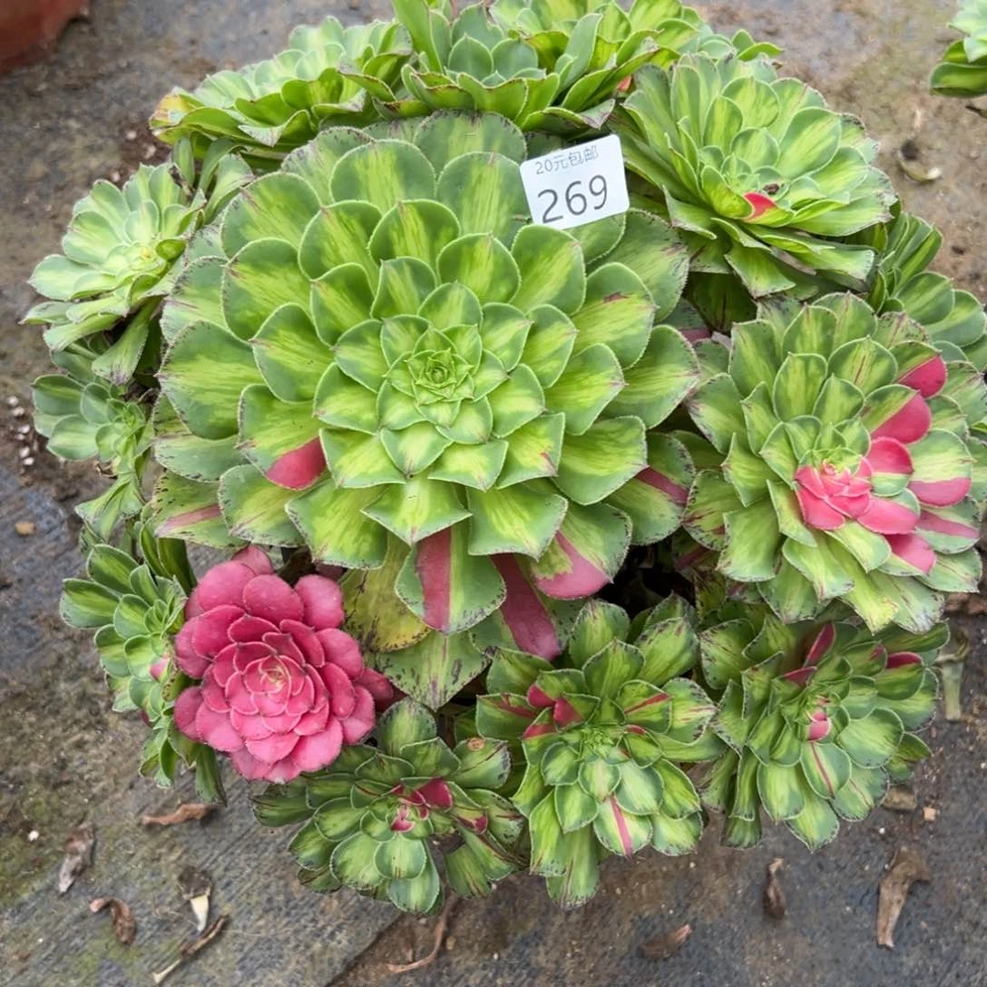 269知否多肉植物系
