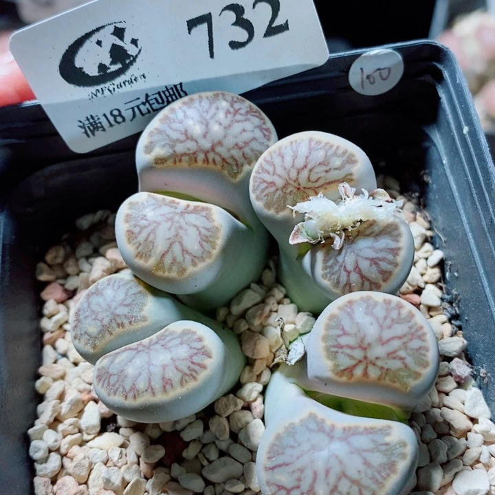 生石花花花花开了732