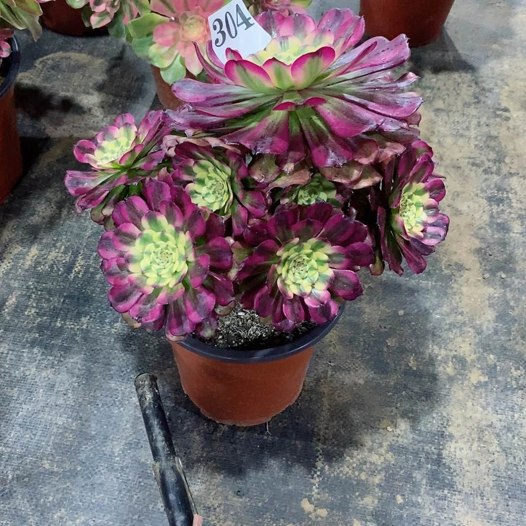 维娜斯304多肉法师植物