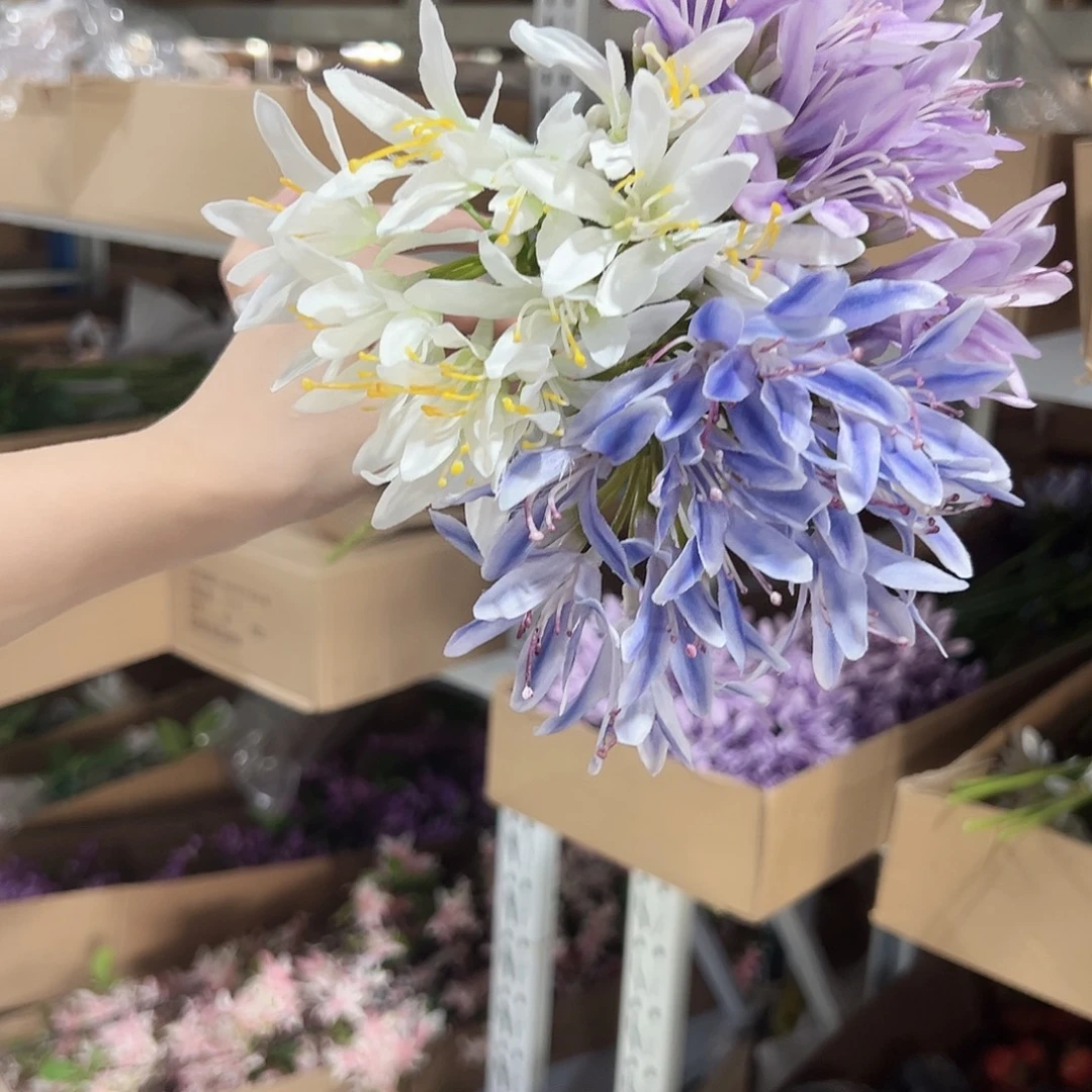 3枝混色百子莲。