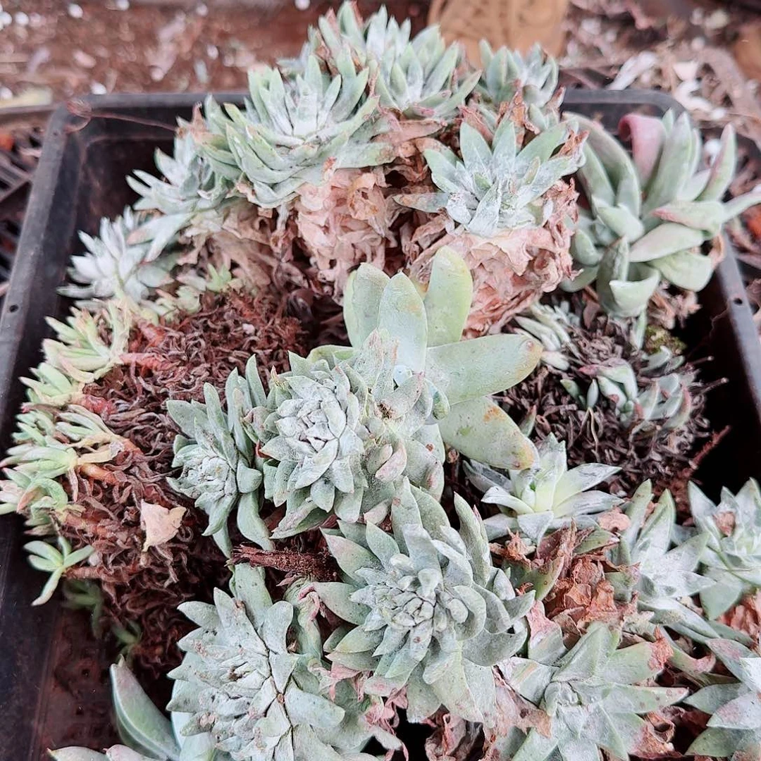 1971瑕疵框拍不售后