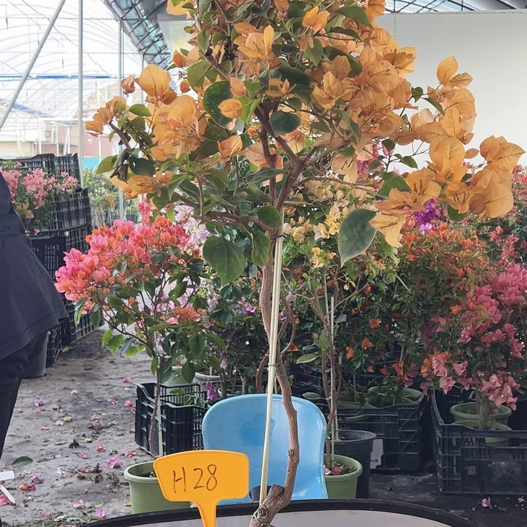 古***月大部分花苞少量开放H28金色光辉