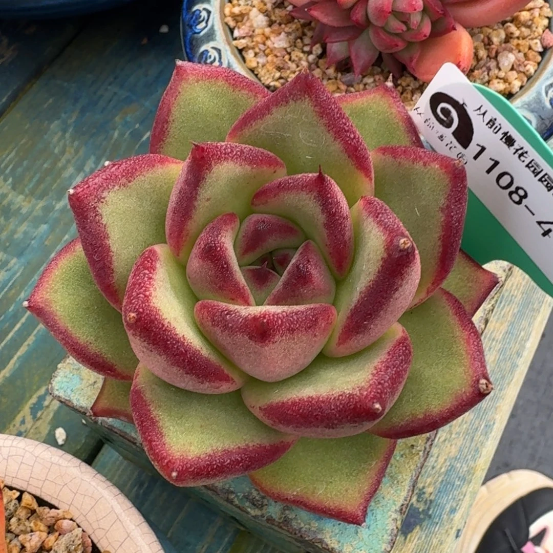 从前慢多肉精选编号1108.4