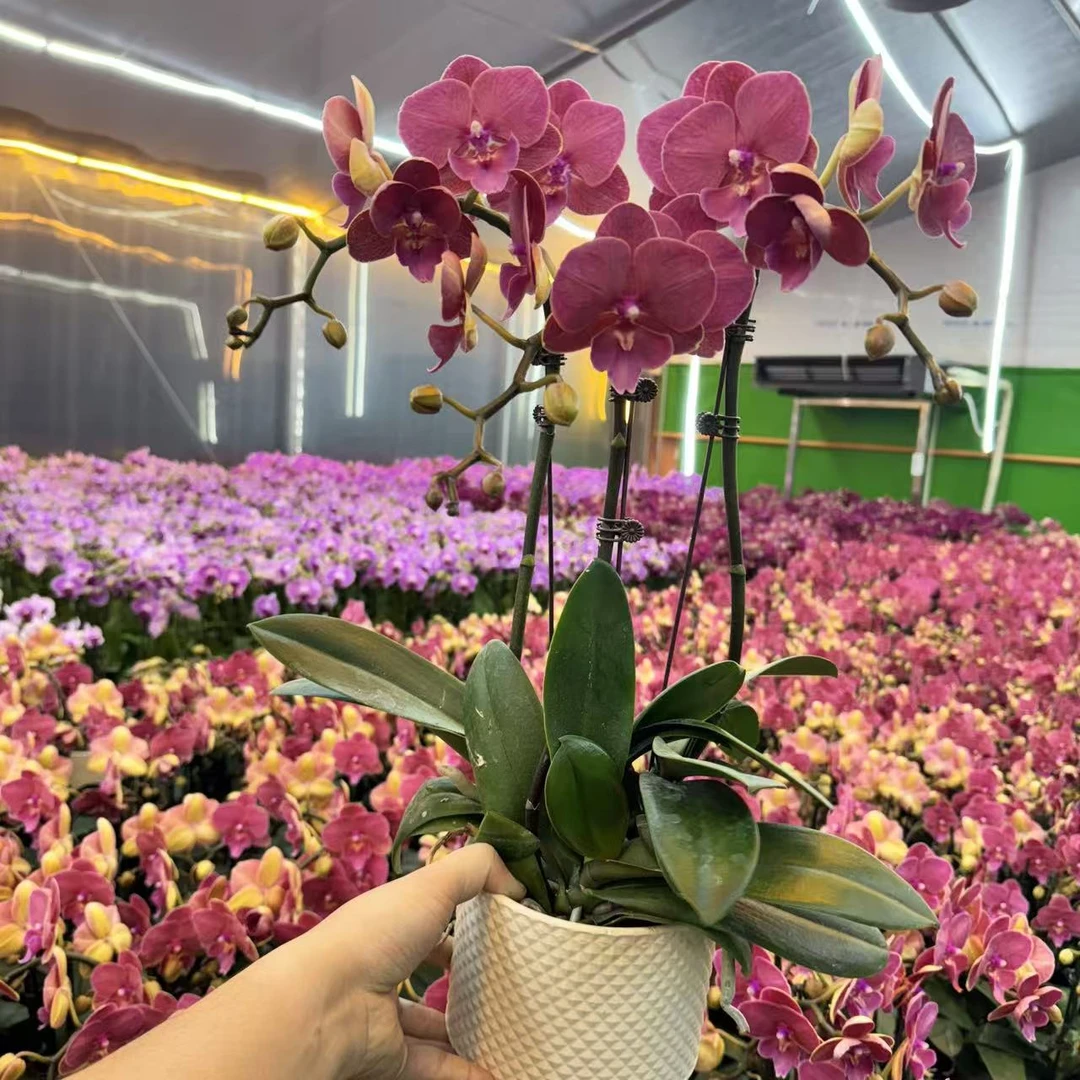 精选蝴蝶兰【红酒恋人组盆】红色系蝴蝶兰 室内花卉绿植 基地直发。
