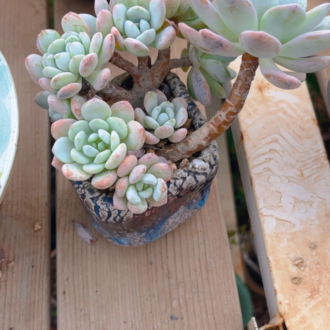 新疆西藏内蒙不包邮，冷香带盆