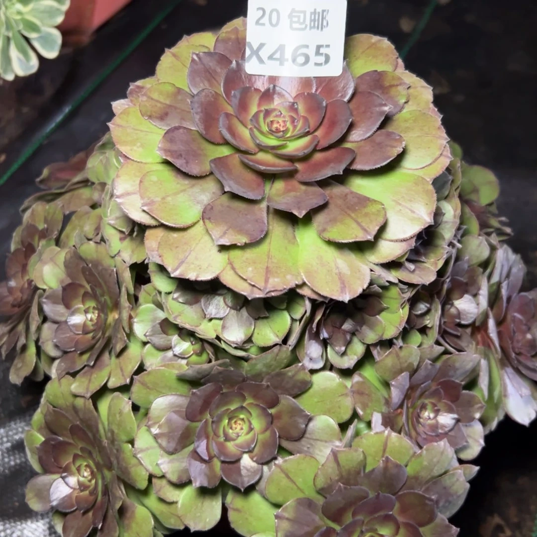 465红太阳，满20包邮嘟叮熊