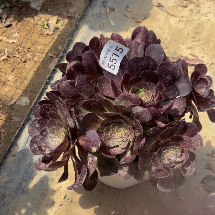 花月夜多肉法师5515