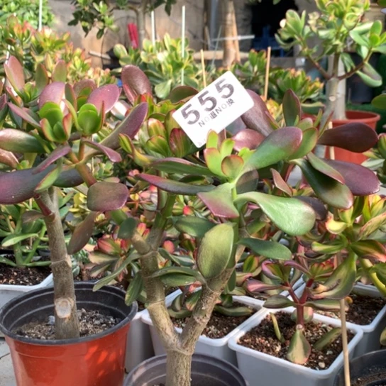 555卷叶紫叶一体脱土发货