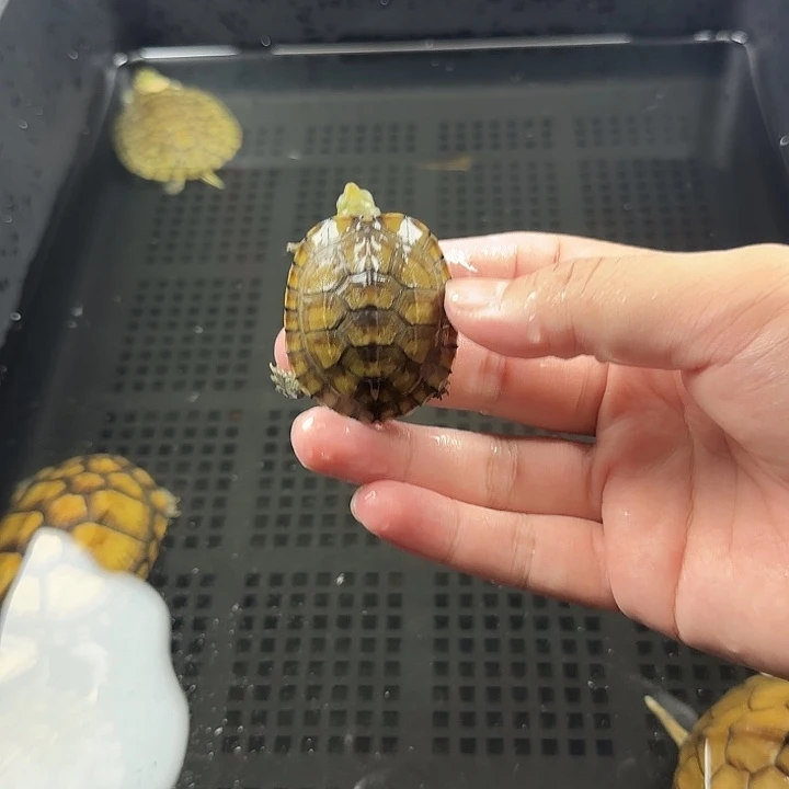 宠物龟不分公母4.5cm小青
