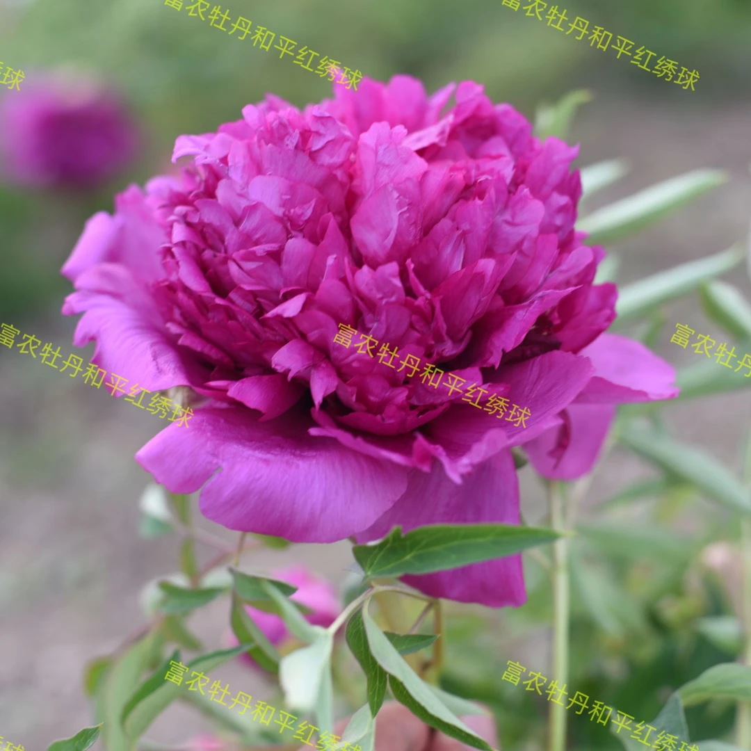 富农紫斑牡丹 和平红绣球嫁接苗