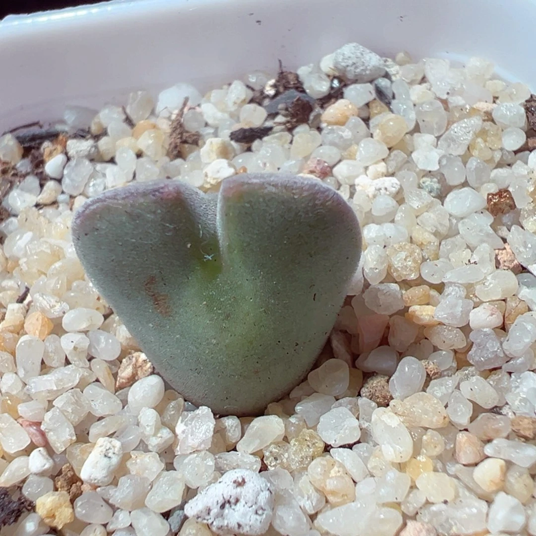 1226-709多肉多肉空蝉1.5cm