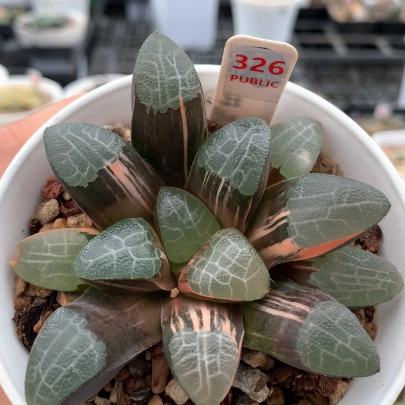 【闪购商品】326网文克