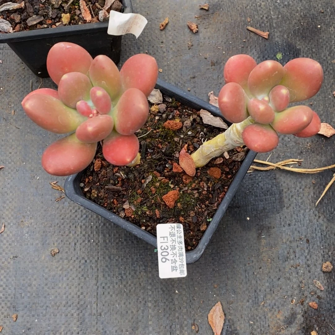 金蟾306/10cm多肉