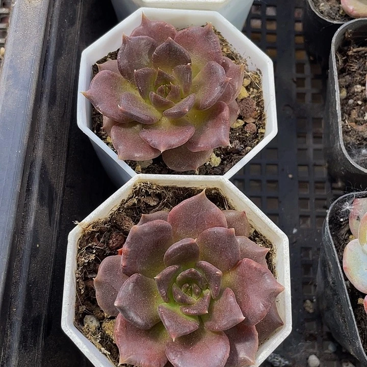 八角盆黑饺子带盆土发