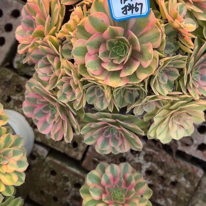 雨荷多肉法师不包损67