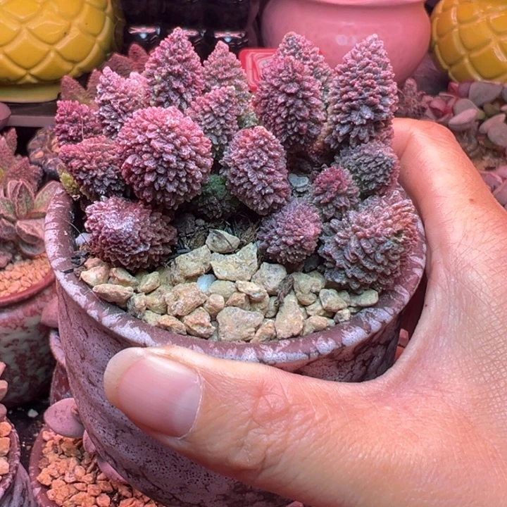 是***今7年精品老庄，带盆发