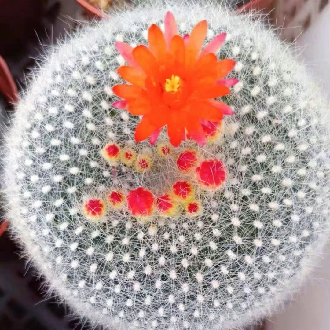 开花仙人球白雪光大颗多肉白小町白毛软毛室内办公室桌面可爱盆栽