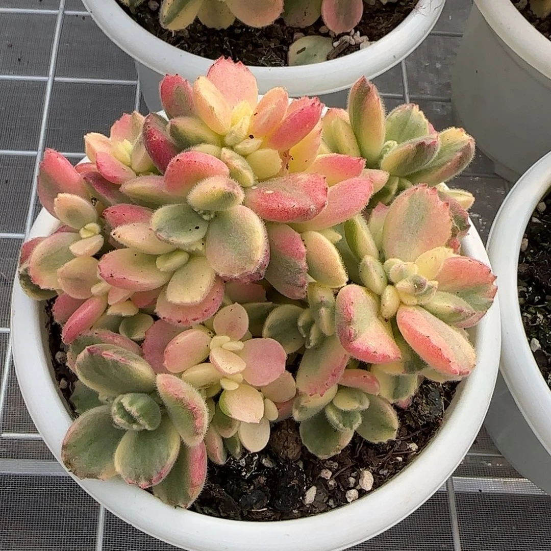 从前慢花园精选彩虹熊