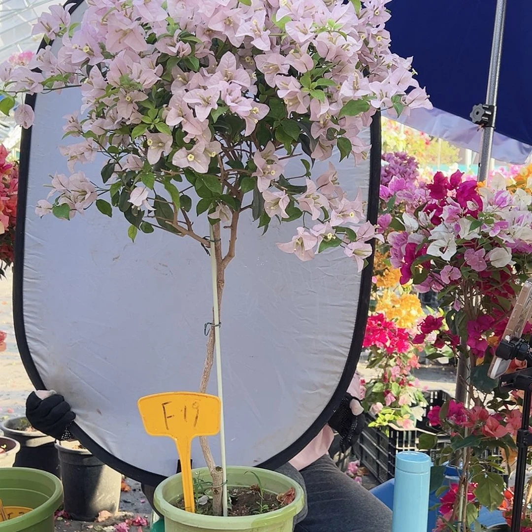 L***t大部分花苞少量开放F19苹果花