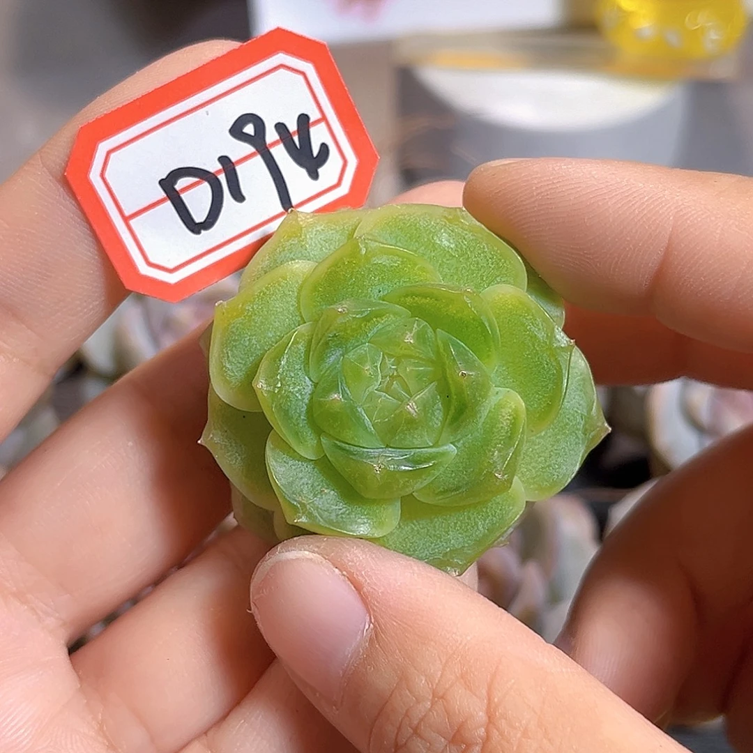 D194 一物一拍 无根