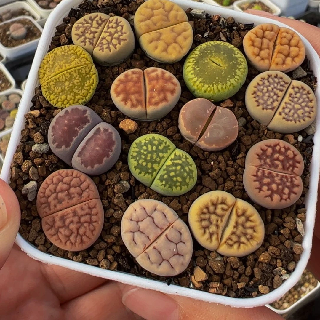 782多肉植物种类多样