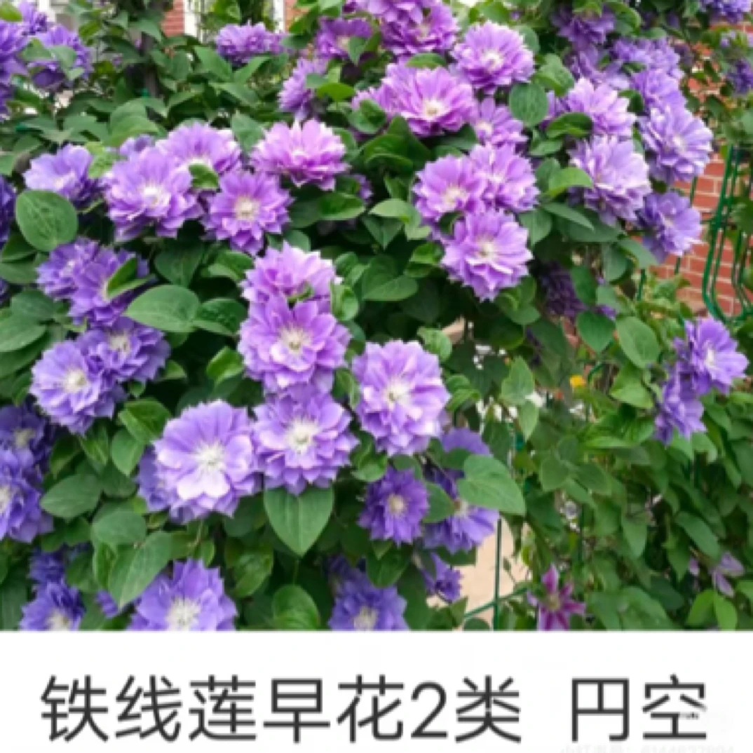 铁线莲（円空）阳台庭院爬藤植物花卉