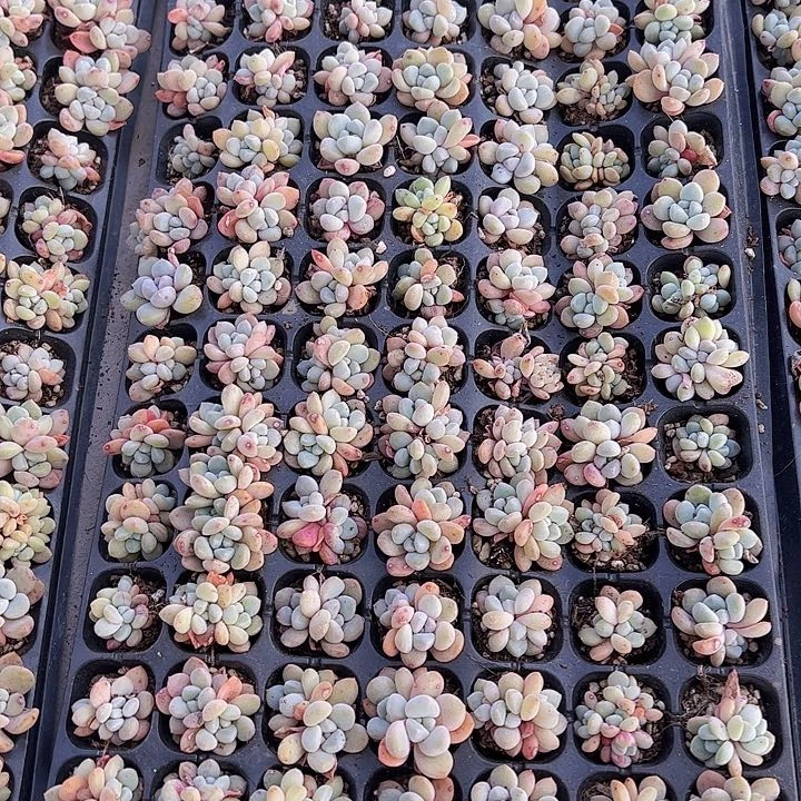 直播福利一物一拍408