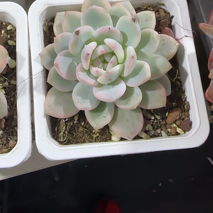 青蛙王子儿童牙膏11