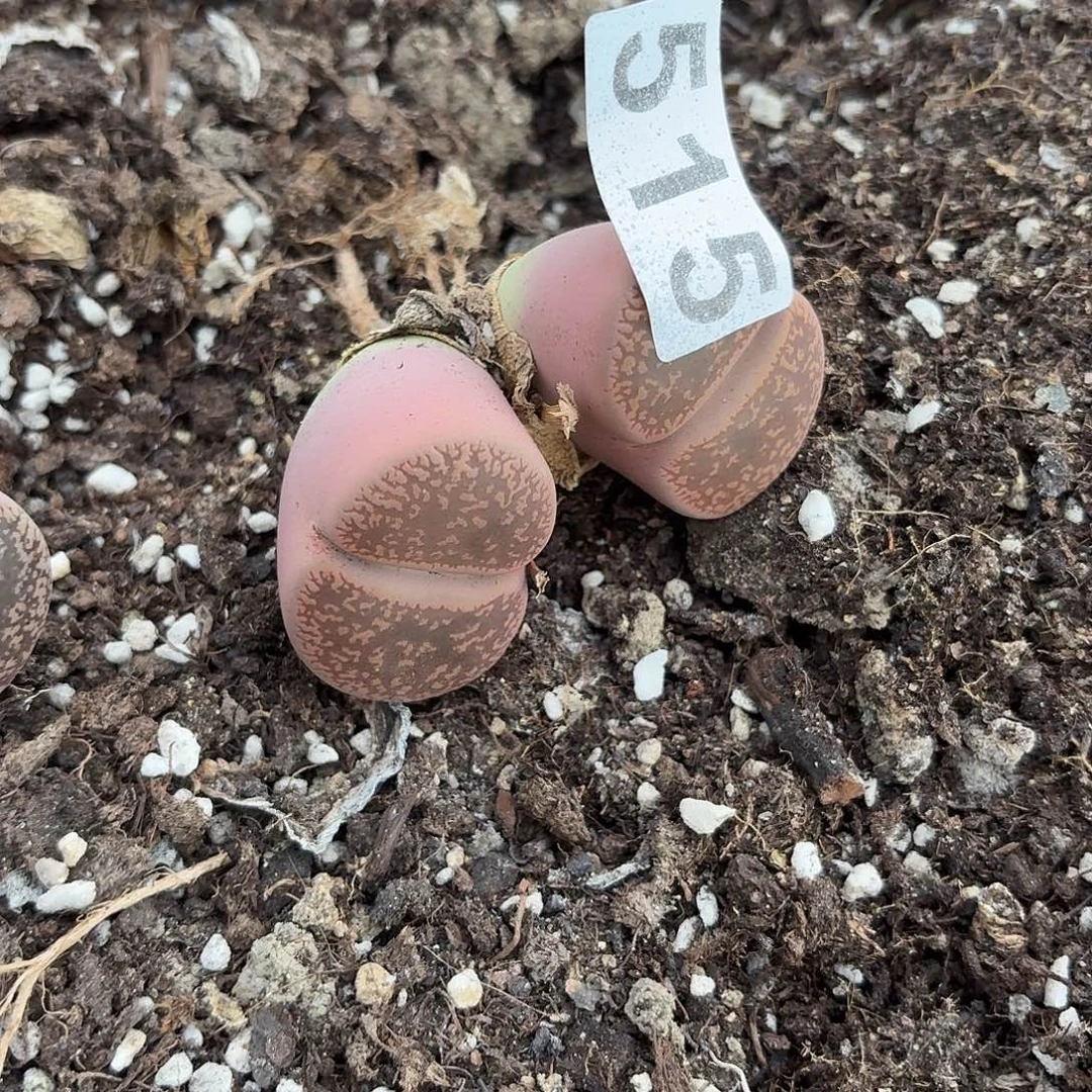 忆***9生石花一物一拍515