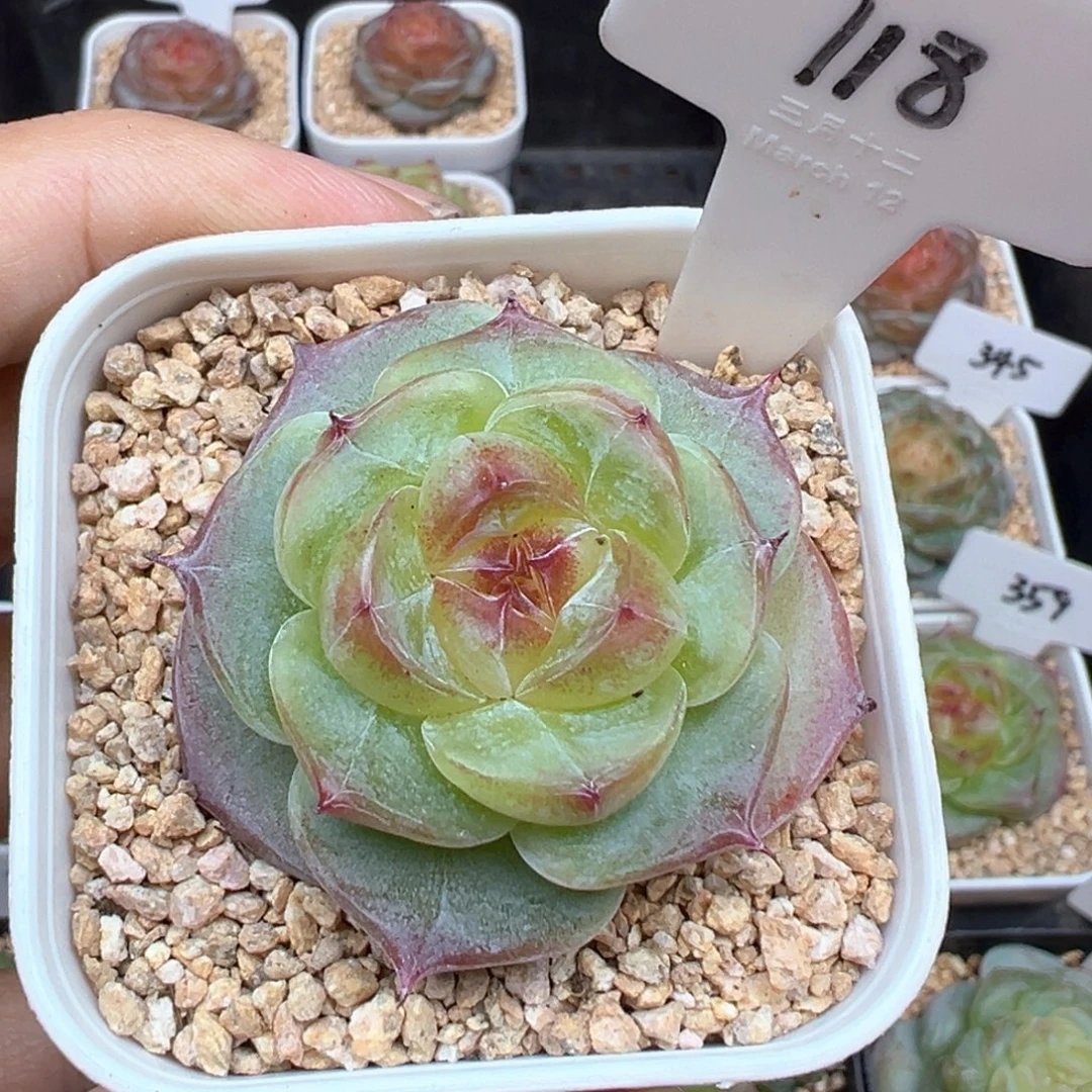 过***玥118号杜若珍妮，晗雨