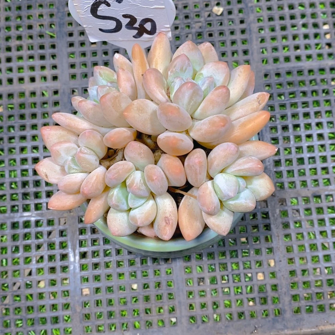 春****你精控香水群多肉植物