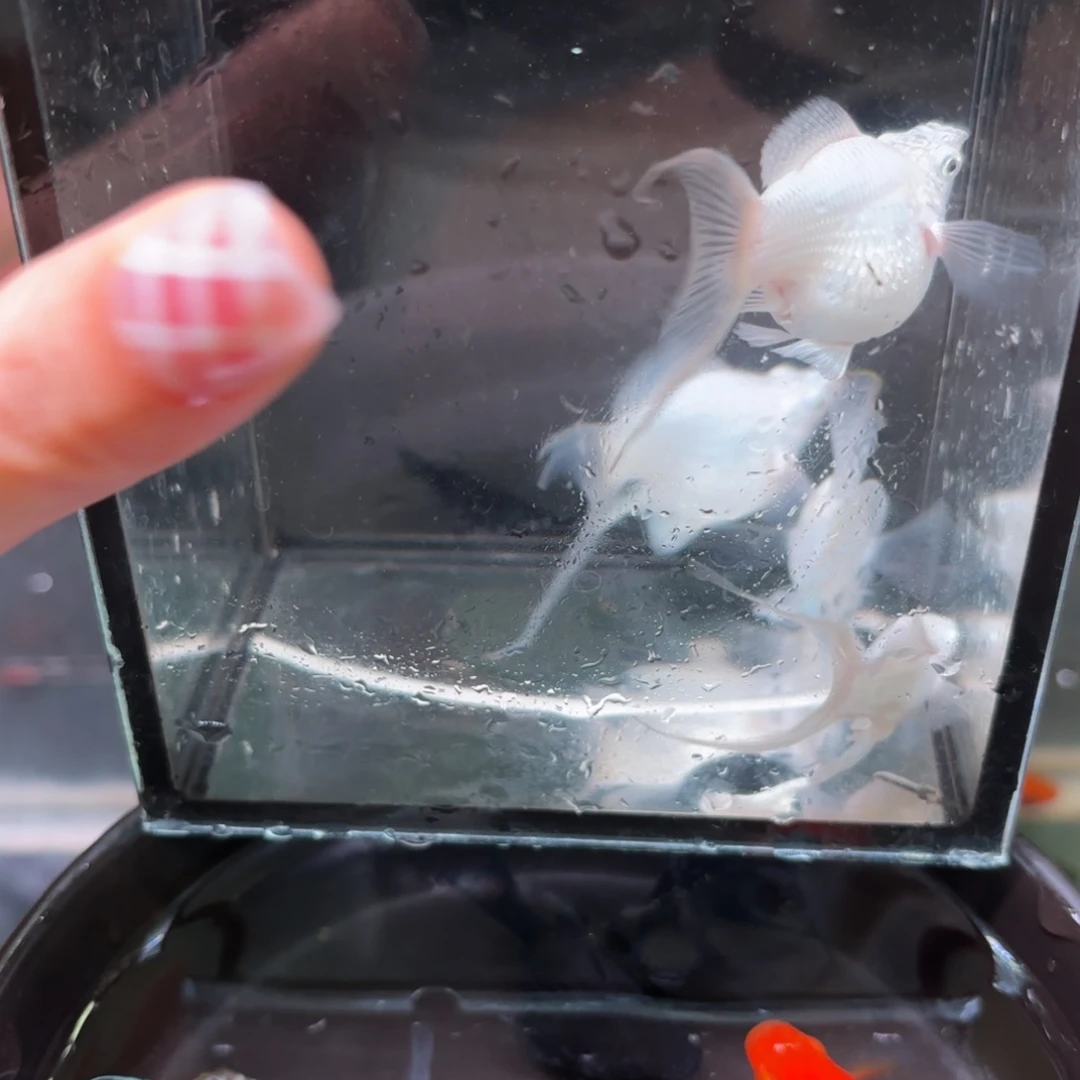 孔雀鱼玛丽球燕尾白色 3➕1备损