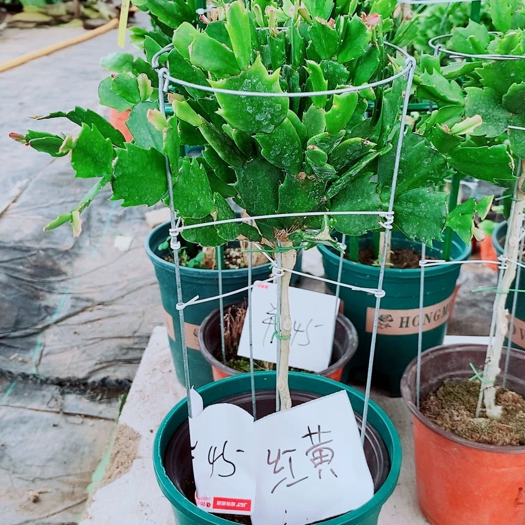 啊***白无花朵叶仙嫁接蟹爪兰