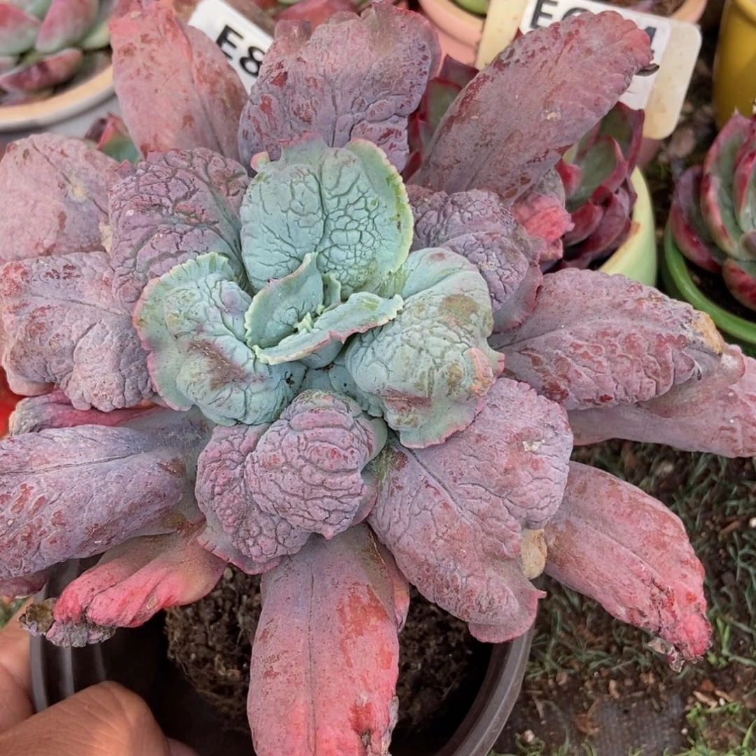 狂野男爵多肉植物植物