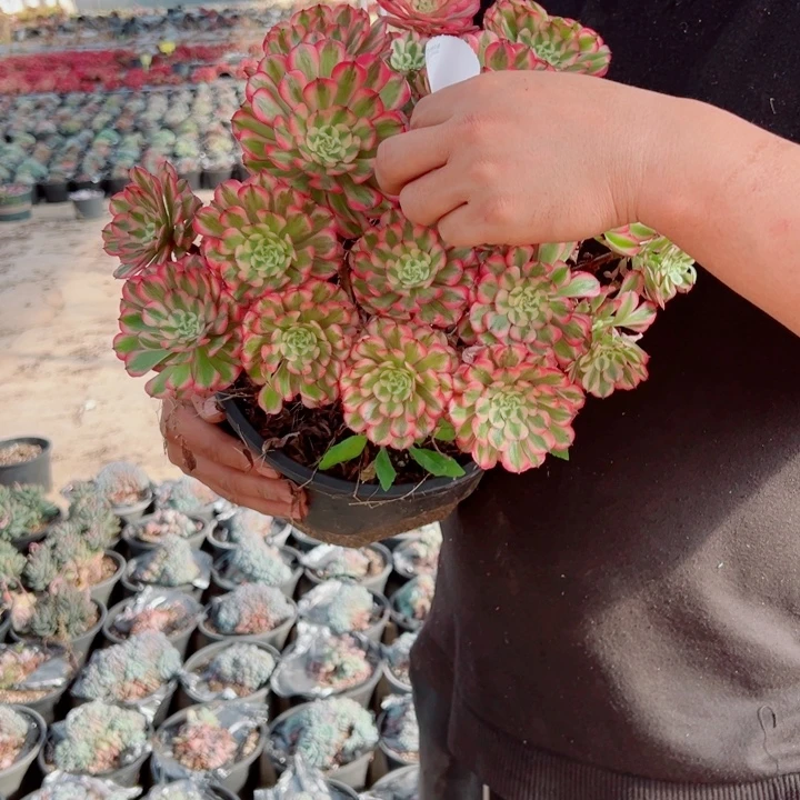 粉铜二加伦15号多肉法师