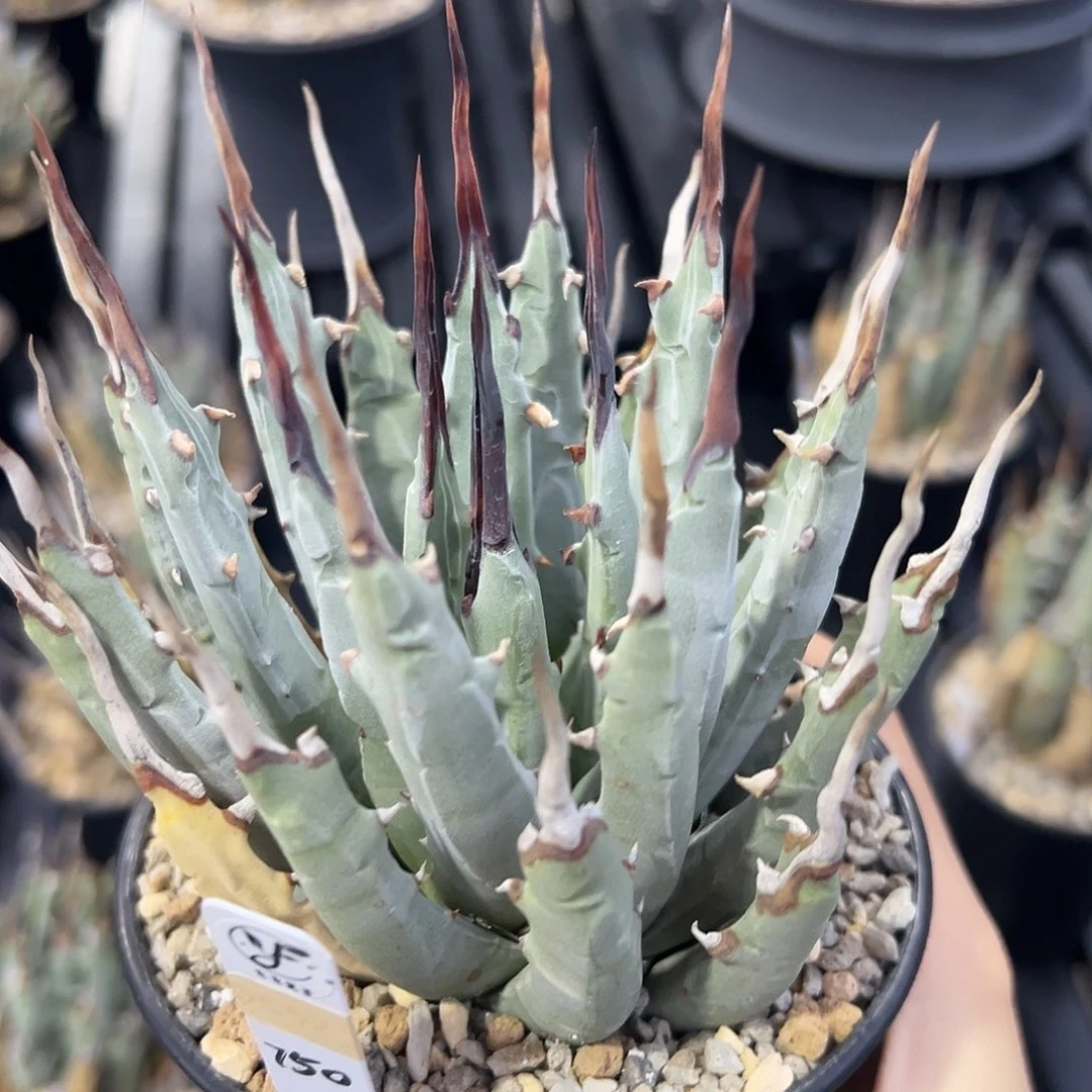 无花朵妖炎熟桩带盆 8折价 黑刺