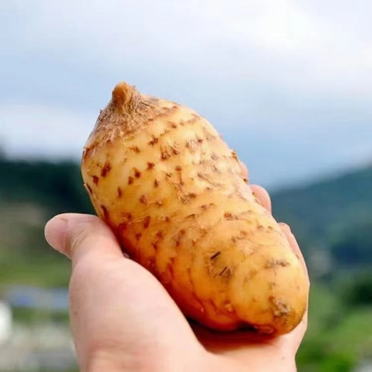 [顺丰快递]高山林地新鲜天麻 现挖现发 煲汤必备