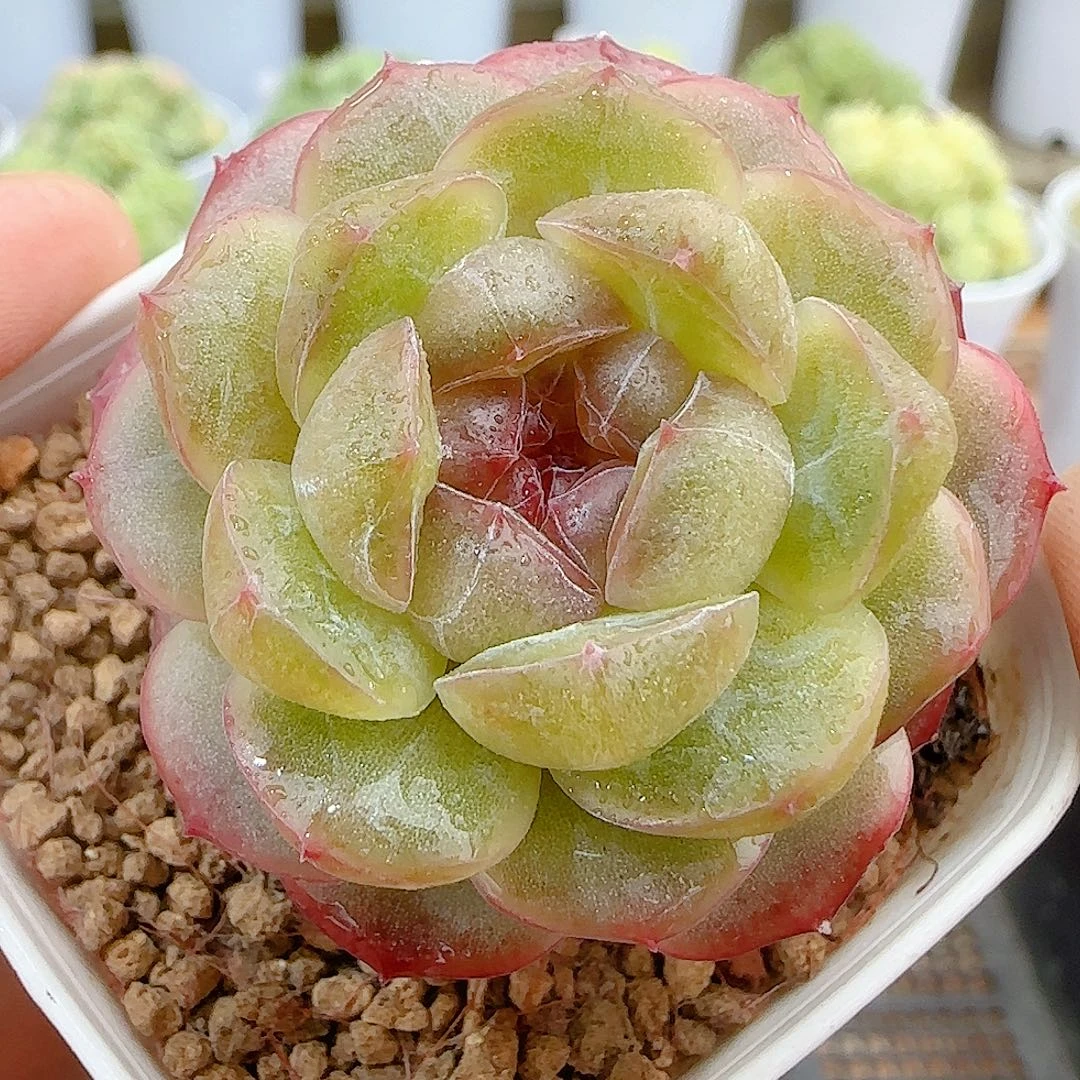 【闪购商品】0926-69甘棠
