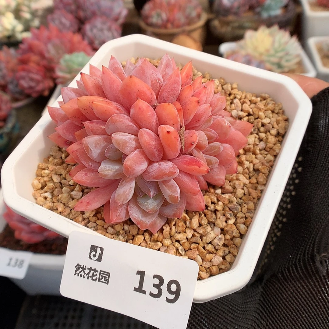 139雪天使多肉植物6666