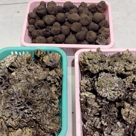 干巴菌超好吃中国大陆