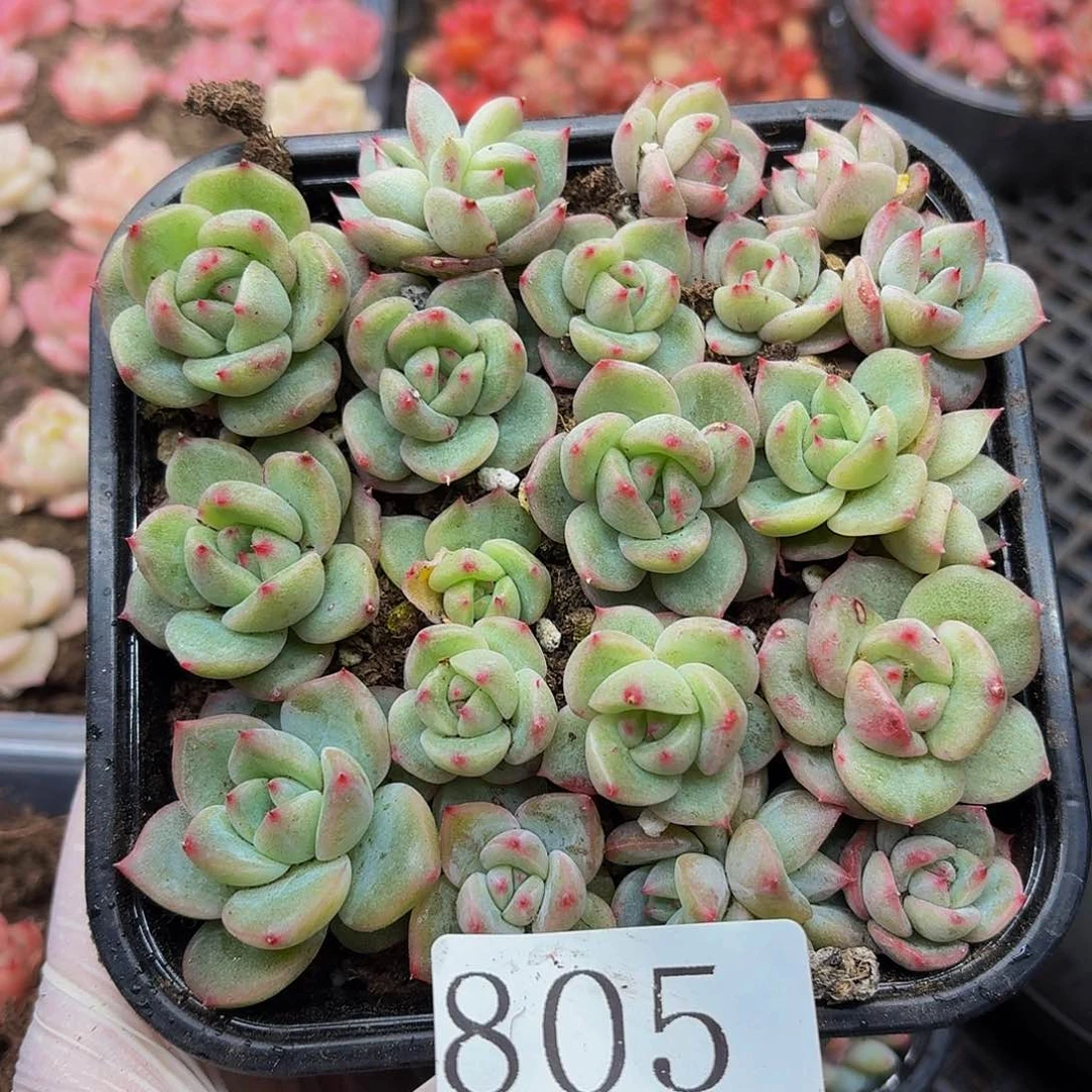 多肉植物多肉植物805